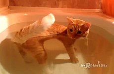 Кот делает заплыв.