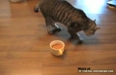 кошка и кофе