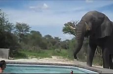 Слон захотел попить с бассейна.