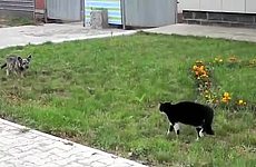 Жёсткая дуэль собака против кошки.