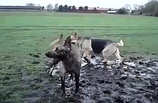 Собаки принимают грязевые ванны.