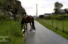 Коня выгуливает собака.
