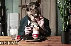 Голодная собака ест консервов.